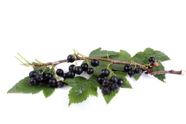 Siyah frenk üzümü beyaza izole edilmiş.
