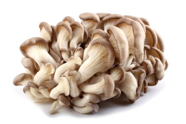 Beyaz istiridye mantarları.