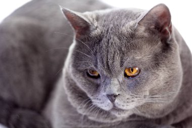 Beyaz arka planda izole edilmiş İngiliz kedisi