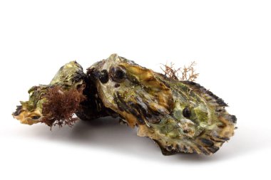 Taş üstünde iki istiridye.