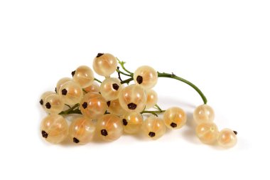 Olgun taze frenk üzümü hasadına yakın.