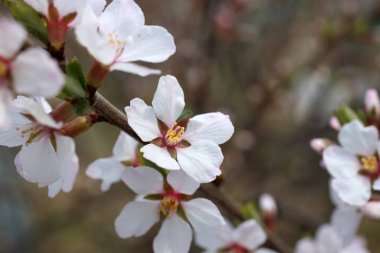 İnanılmaz çiçeklere yakın.