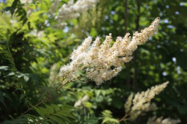 İnanılmaz çiçeklere yakın.
