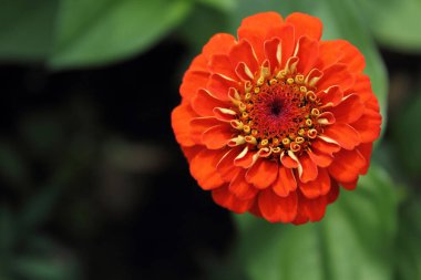 İnanılmaz çiçeklere yakın.