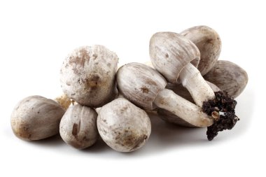 Coprinopsis atramentaria (mürekkep başlığı). Geleneksel tıp bu mantarı kullanır. Alkolle uyumsuz..