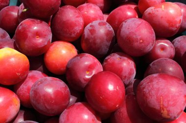 Olgun taze erikler. görünümü kapat