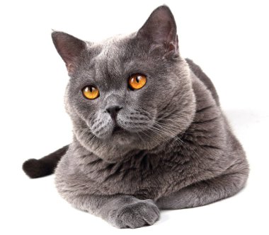 Beyaz arka planda izole edilmiş İngiliz kedisi