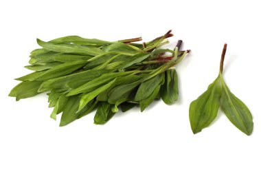 beyaz arkaplanda yeşil yapraklar izole