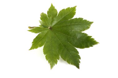 Parlak sonbahar yapraklarını kapatın.