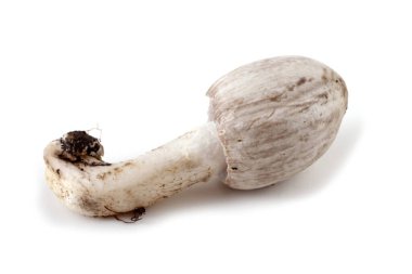 Coprinopsis atramentaria (mürekkep başlığı). Geleneksel tıp bu mantarı kullanır. Alkolle uyumsuz..