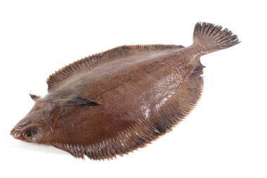 Düz başlı taban (Hipoglossoides elassodon) beyaz üzerinde izole