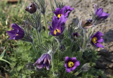 İnanılmaz çiçeklere yakın.