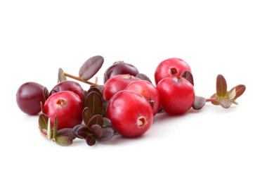 Taze ekşi yaban mersinlerini kapatın.