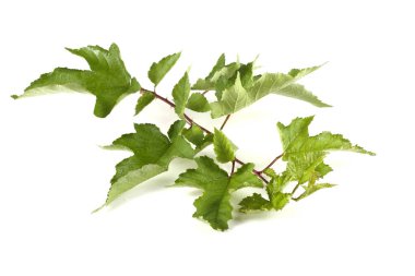 beyaz arkaplanda yeşil yapraklar izole