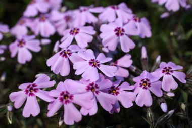 İnanılmaz çiçeklere yakın.