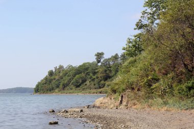 Deniz kıyısı ve orman