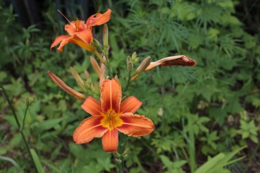 İnanılmaz çiçeklere yakın.