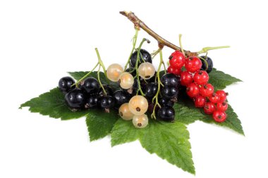 Olgun taze frenk üzümü hasadına yakın.