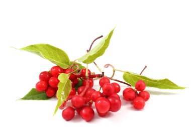 Bitki üzerinde Schisandra çingenesi. Asya tıbbı bu bitkiyi kullanır