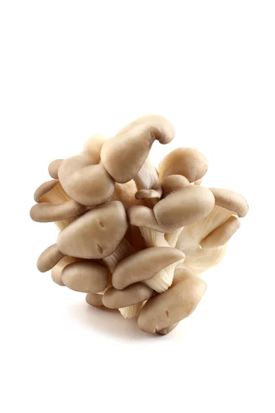 Cogumelos Ostra Isolados Branco — Fotografia de Stock