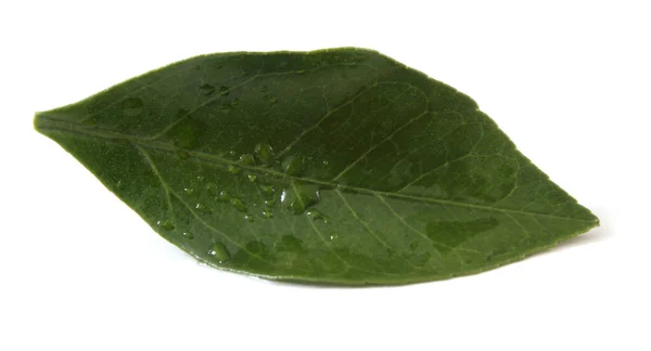 Зеленый Лист Изолирован Белом Фоне — стоковое фото