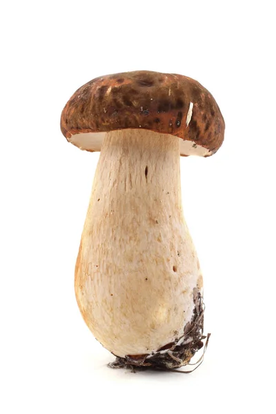 King Bolete Boletus Edulis — Stock Photo, Image