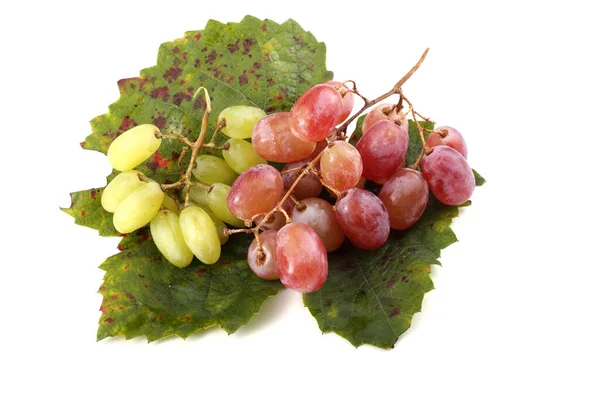 Pink Green Grape Leaf — Stock Photo, Image
