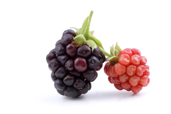 Ripe Unripe Blackberries White Background — Stock Photo, Image