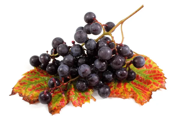 Conjunto Uvas Vinho Com Folhas Outono Isoladas Fundo Branco — Fotografia de Stock