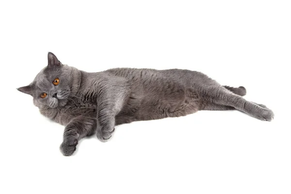 Cute Fluffy British Cat — Stock Photo, Image