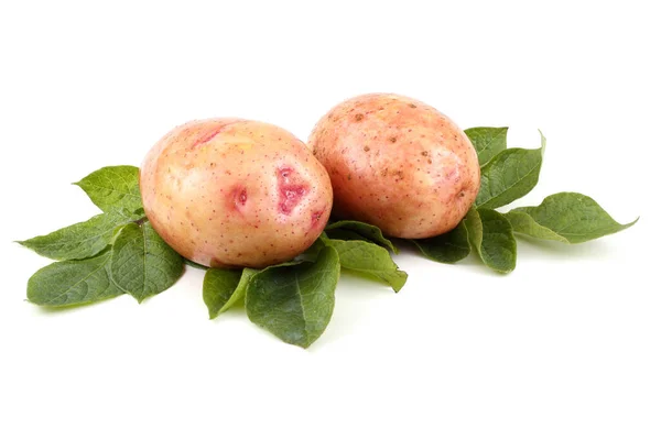 Sluiten Van Aardappeloogst — Stockfoto