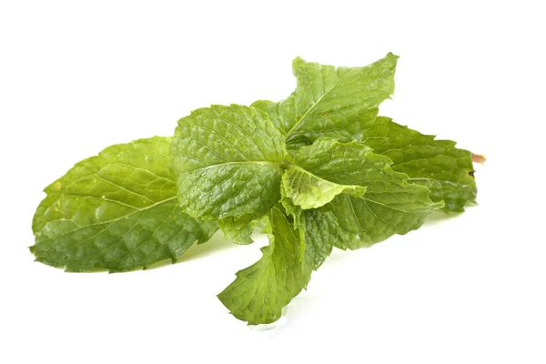 Daun Mint Pada Latar Belakang Putih — Stok Foto