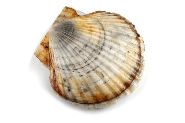 Scallop Izolowany Białym — Zdjęcie stockowe