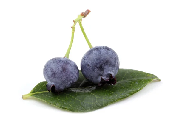 Close Fresh Blueberry Harvest Isolated White — Stock Photo, Image