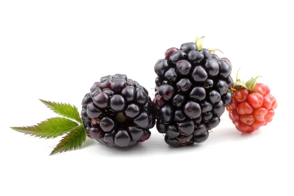 Ripe Blackberries White Background — Stock Photo, Image