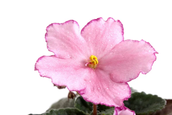 Primo Piano Incredibili Fiori Fiore — Foto Stock