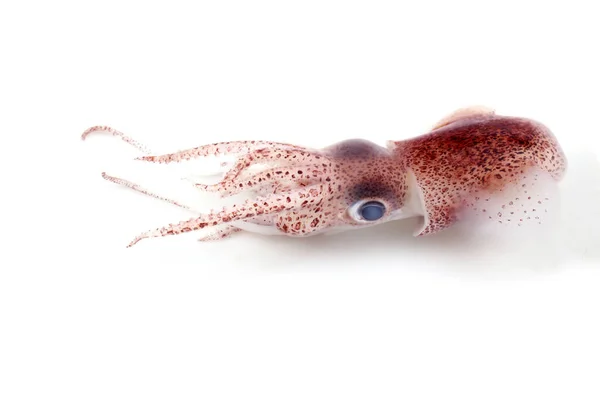 Little Cuttlefish Isolated White — Stock Photo, Image