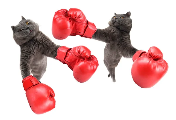 Funny Boxing Cats Isolated White — Stock Photo, Image
