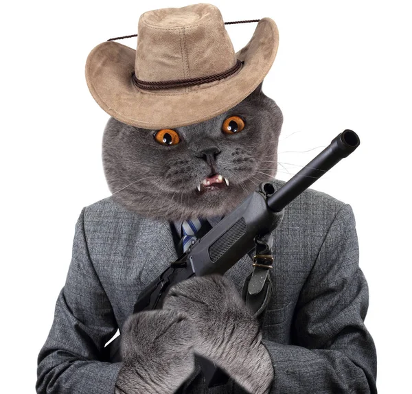Rolig Gangster Katt Med Pistol — Stockfoto
