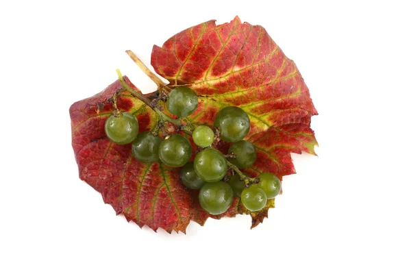 Uva Vinho Branco Folha Outono — Fotografia de Stock