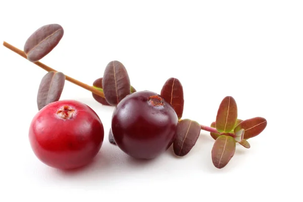 Close Fresh Sour Cranberries — Stock Photo, Image