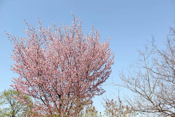 素晴らしい開花の花の終わり — ストック写真