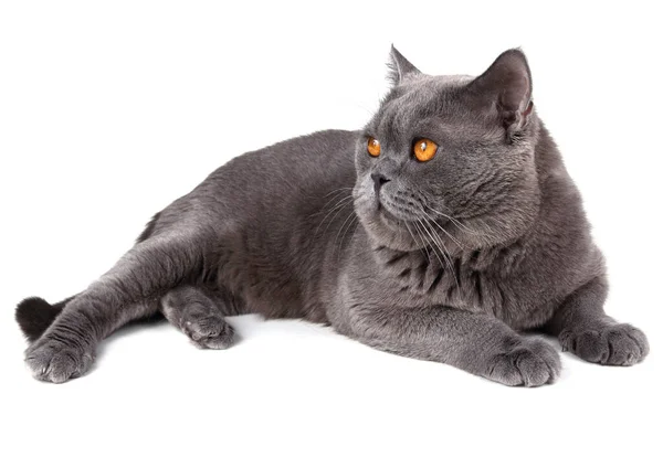 Britische Katze Isoliert Auf Weißem Hintergrund — Stockfoto