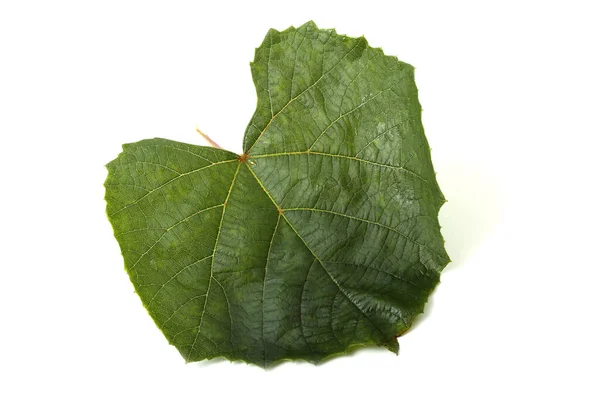 Höst Druva Blad Vit Bakgrund — Stockfoto