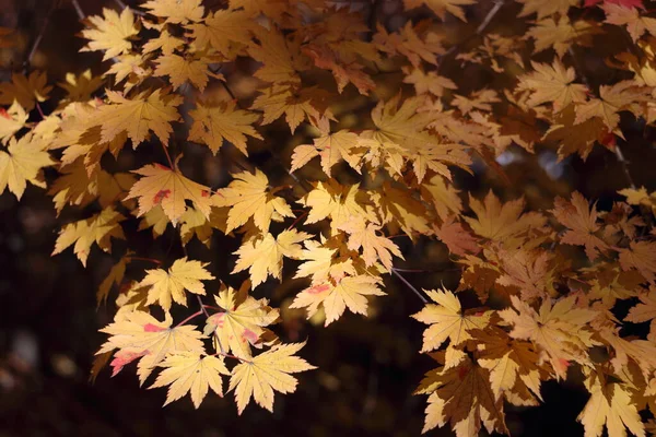 Close Van Heldere Herfstbladeren — Stockfoto