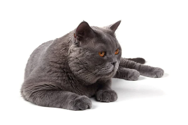 Niedliche Graue Katze Isoliert Auf Weißem Hintergrund — Stockfoto