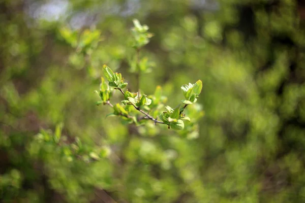 Close Van Verse Groene Bladeren — Stockfoto