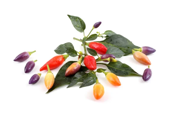 Lite Annorlunda Färg Paprika — Stockfoto