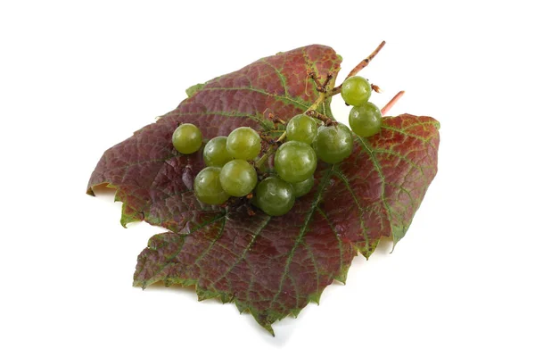 White Wine Grape Autumn Leaf — Stock Photo, Image