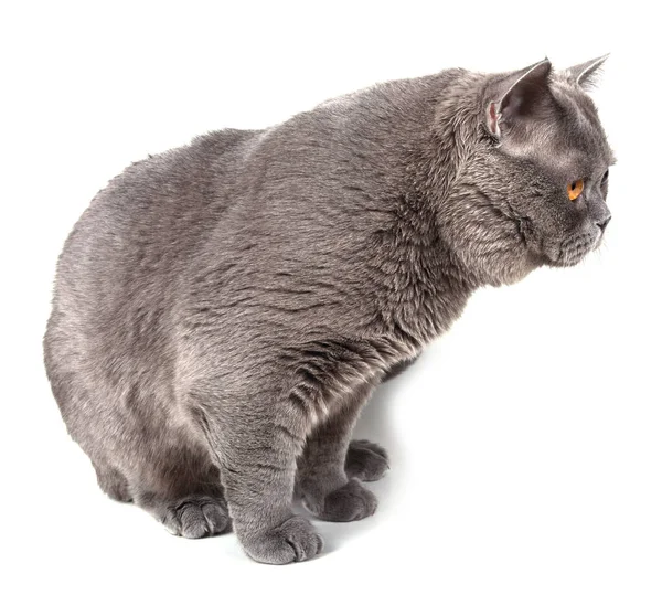 Süße Flauschige Britische Katze — Stockfoto